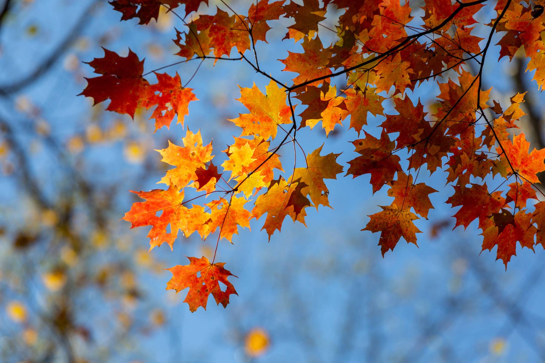 Prepare Your Home for Fall